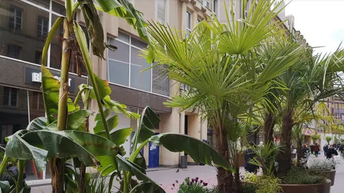 Metz: des palmiers et des bananiers rue Serpenoise 